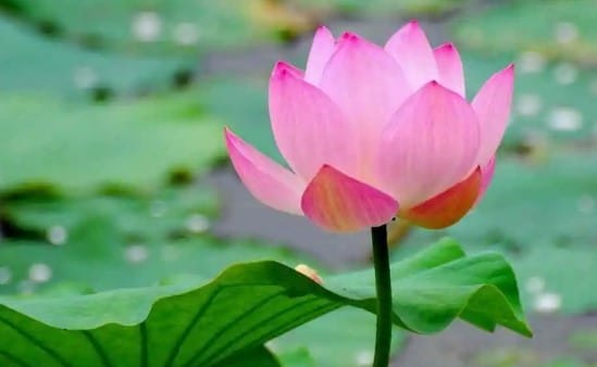 Filosofi Bunga Lotus